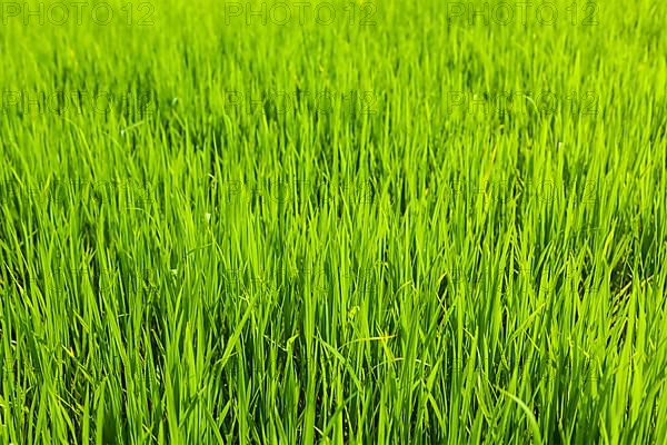 Rice paddy field close up. Tamil Nadu