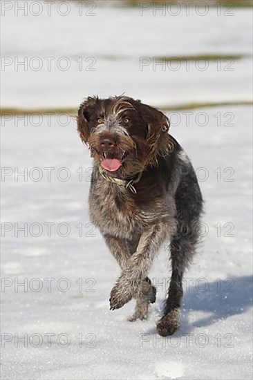 Hunting dog Bohemian Raubart