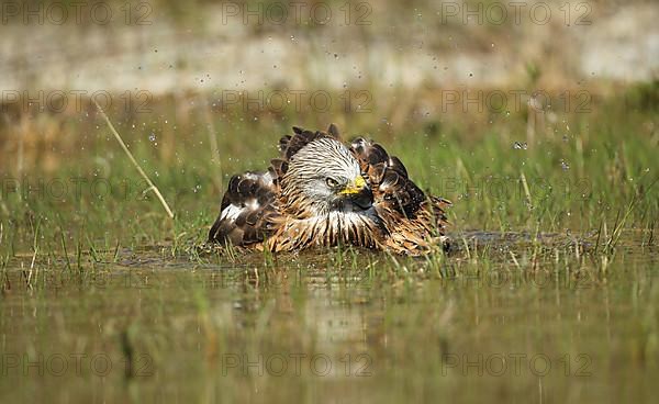 Red Kite