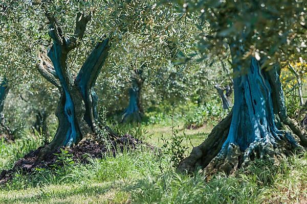 Olive trees