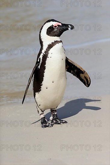 African penguin