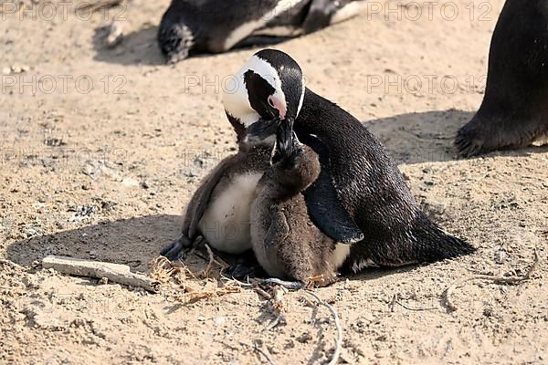 African penguin