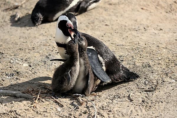 African penguin