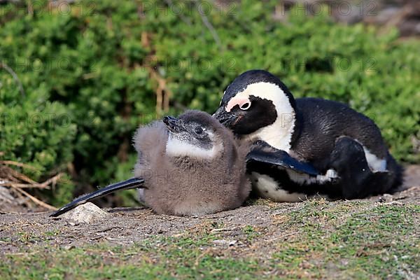 African penguin