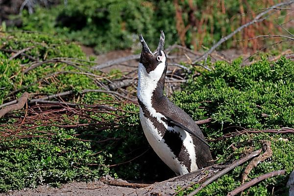 African penguin