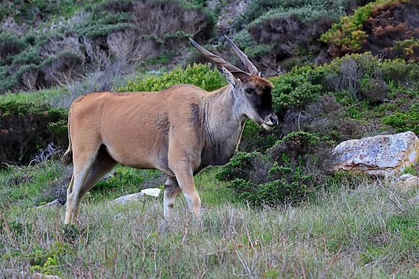 Common eland