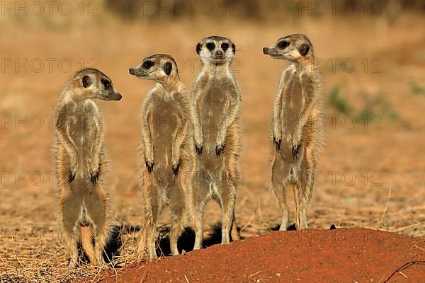 Meerkats