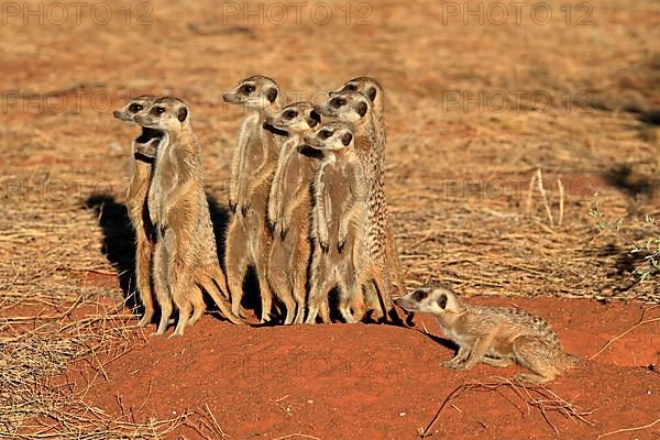 Meerkats