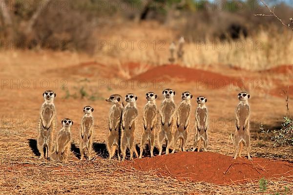 Meerkats