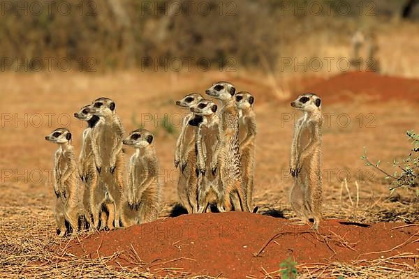 Meerkats