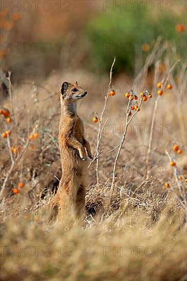 Yellow mongoose