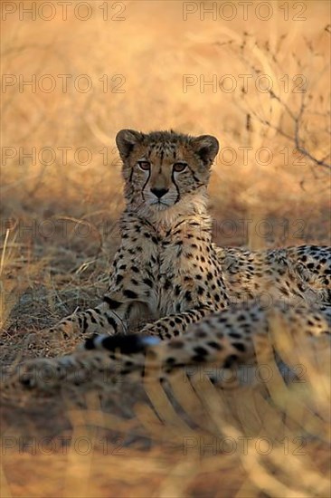 Cheetah