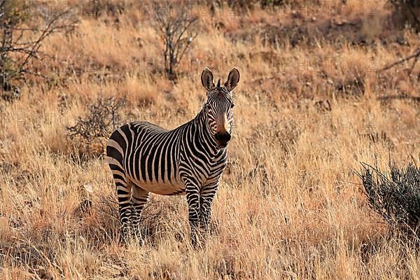 Cape Mountain Zebra