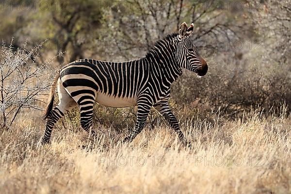 Cape Mountain Zebra