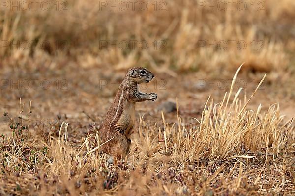 Cape ground squirrel