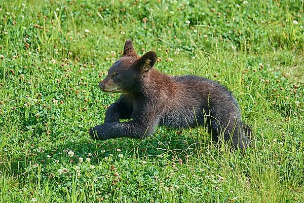 Black bear