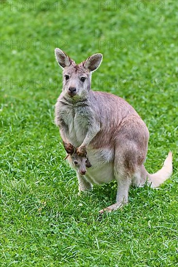 Common Wallaroo