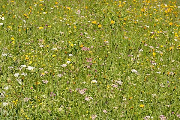 Mountain meadow with wildflowers