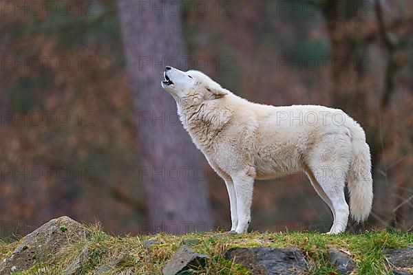 Arctic wolf