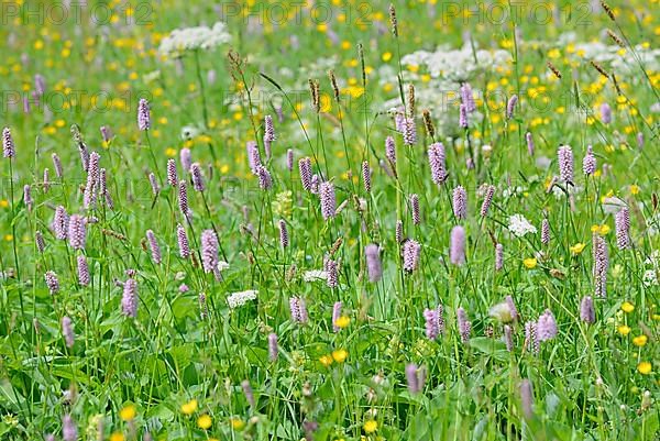 Mountain meadow with wildflowers