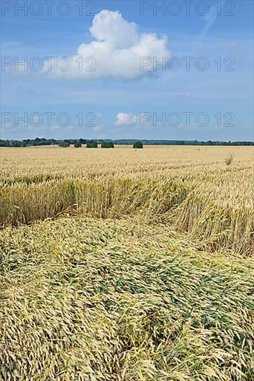 Grain field