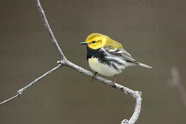 Black-throated green warbler perched on a thin branch. Setophaga virens