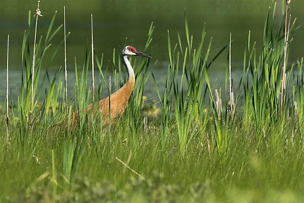 Sandhill crane