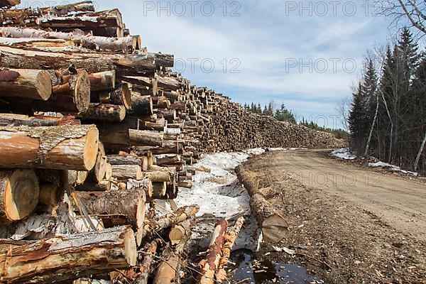 Pile of logs along a forest road