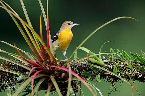 Baltimore oriole