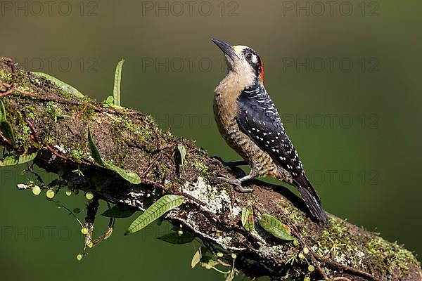 Black-cheeked woodpecker