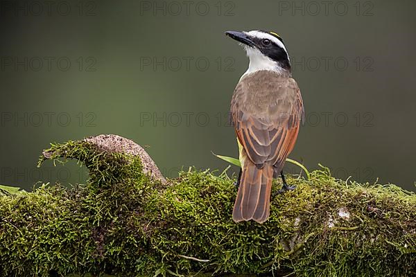 Great kiskadee