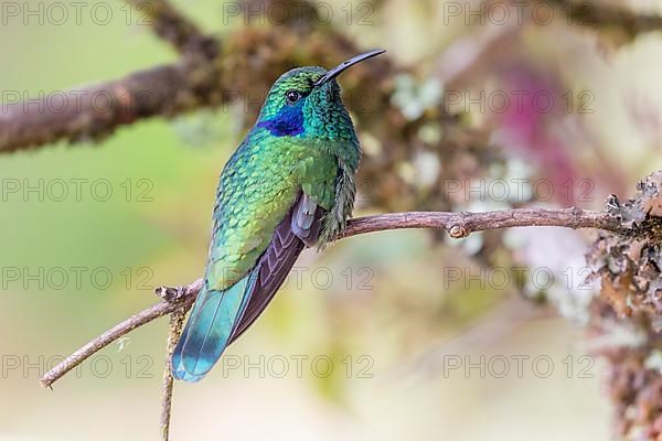 Mexican violetear