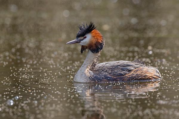 Great Crested Grebe