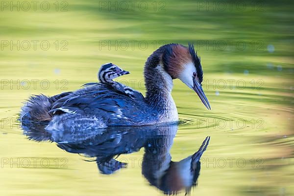 Great Crested Grebe