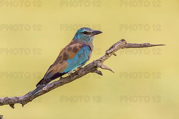 European roller