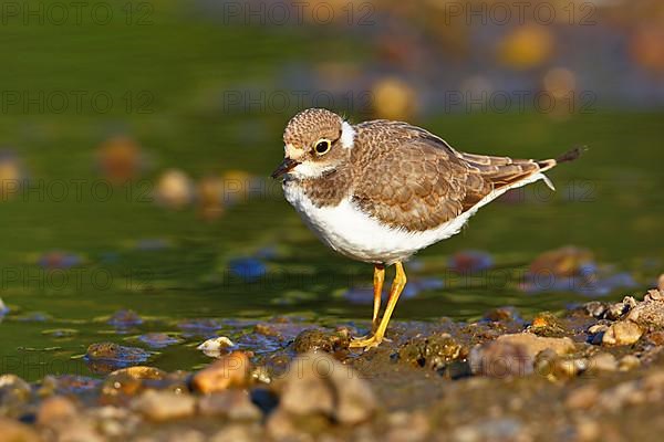 Little Ringed Plover