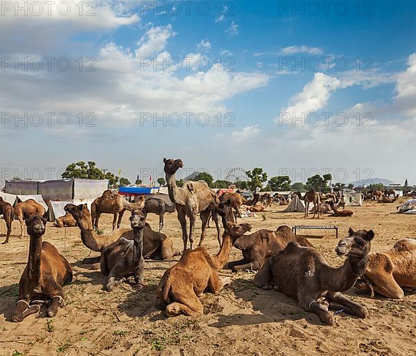 Camels at Pushkar Mela