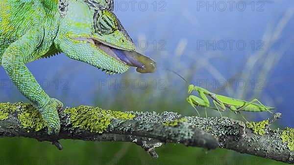 Close-up of mature Veiled chameleon