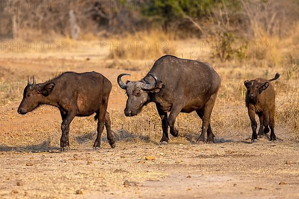 African buffalo