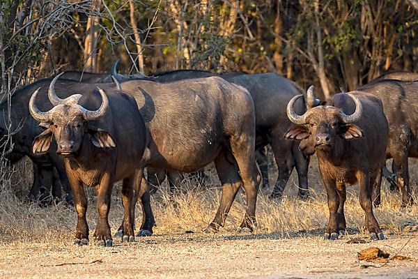 African buffalo