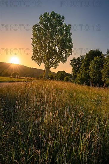 Sunset at the old poplar with grass in the foreground