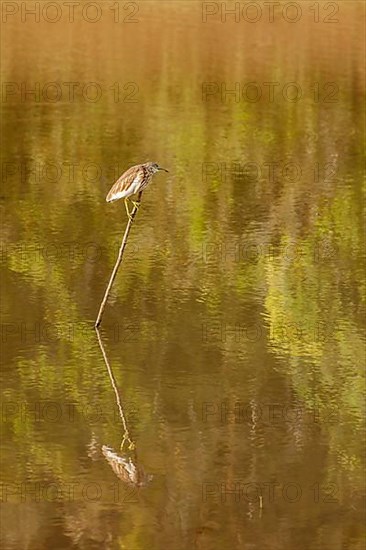 Indian Pond Heron