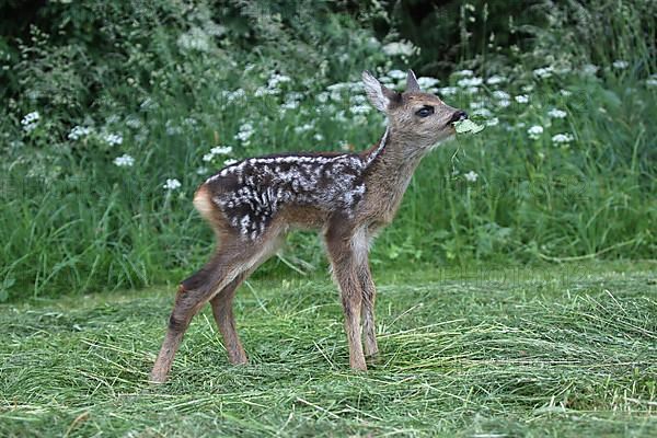 European roe deer