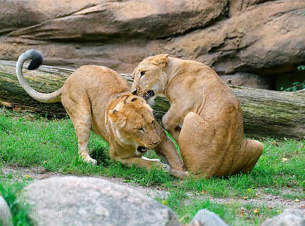 African lions