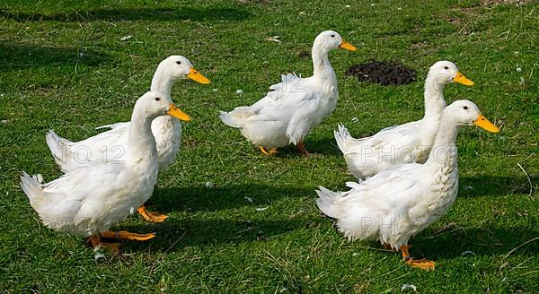 Peking ducks