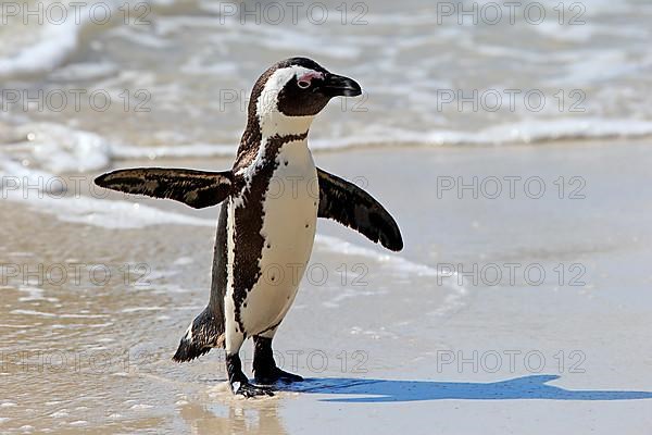 African penguin