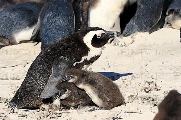 African penguin