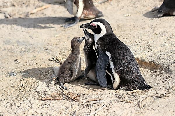 African penguin