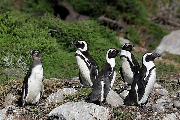 African penguin