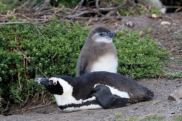 African penguin